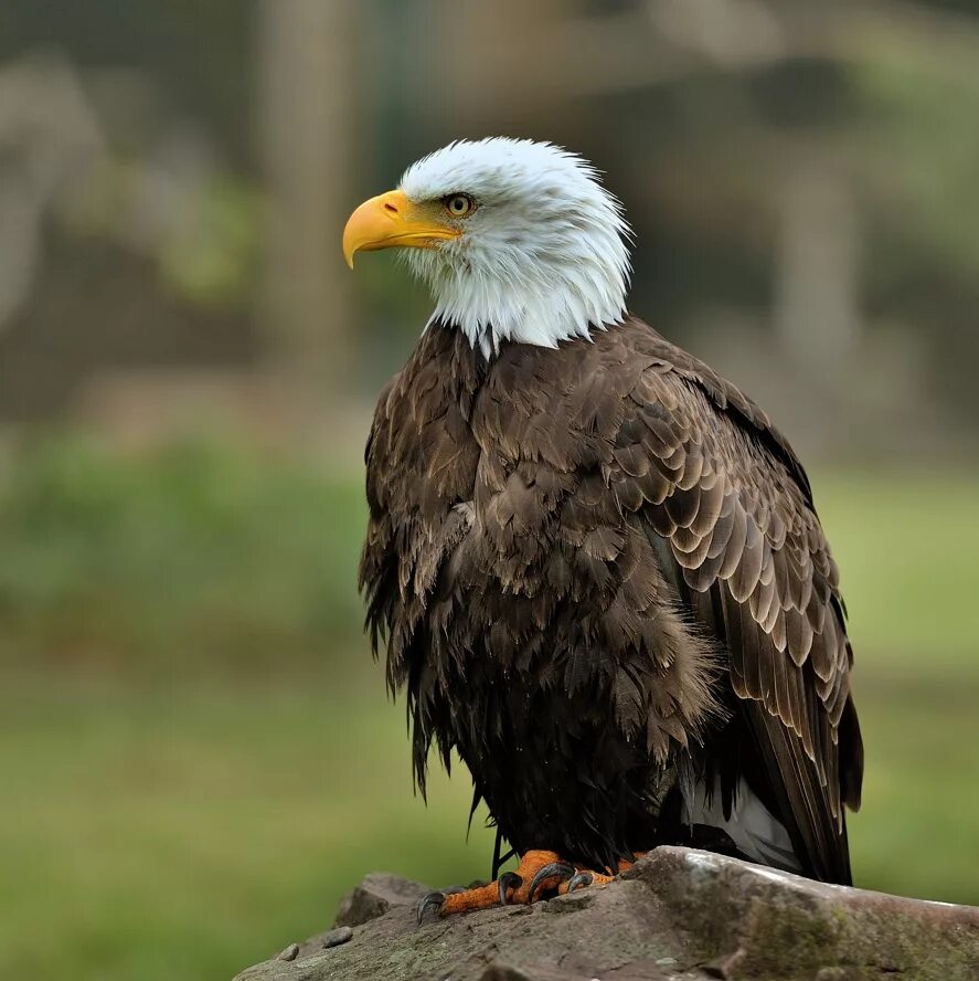 Символ америки белоголовый орлан. "белоголовый орлан". Белоголовый орлан обитает. Лысый орлан. Белоголовый орел.