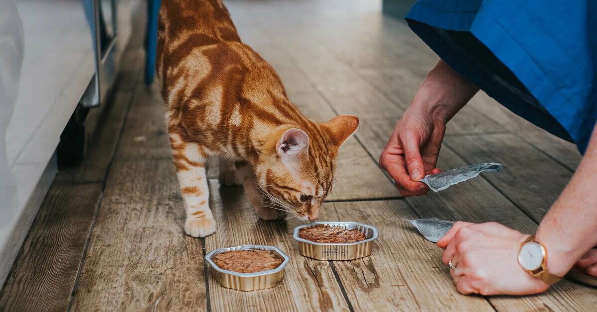 Почему кот закапывает миску. Кошка отказывается от еды. кошка закапывает корм. кошка ковыряется в миске. кошка «закапывает» миску с едой? фото.