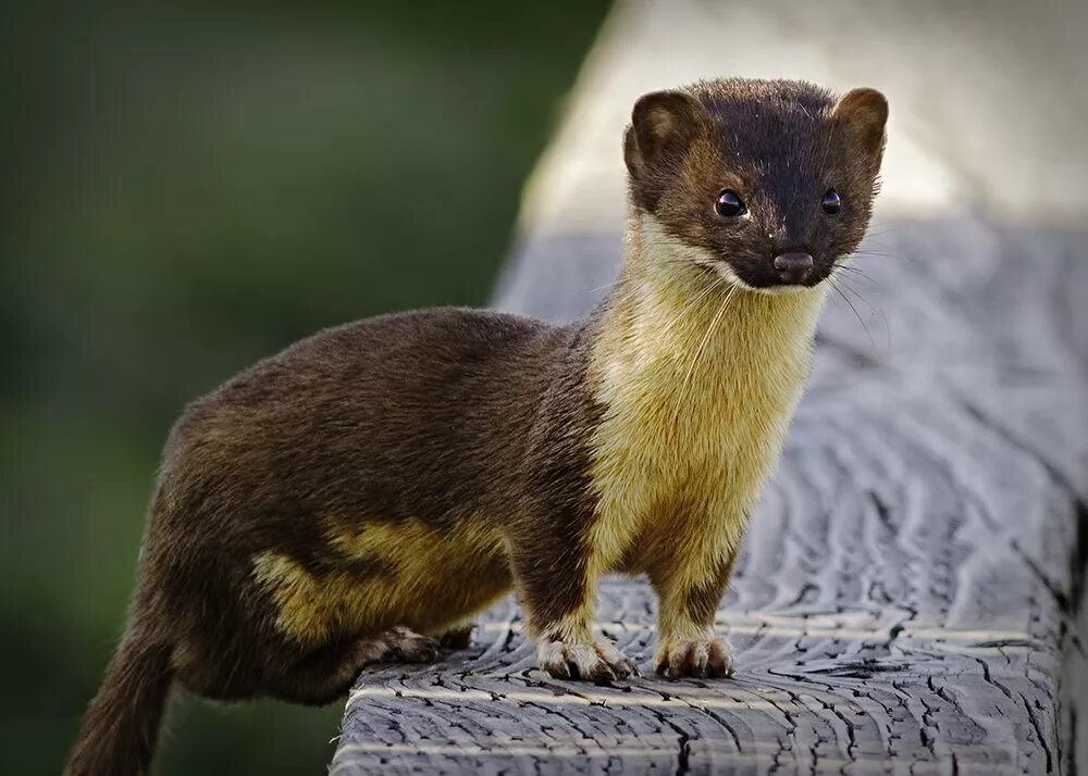 Ласка длиннохвостая Mustela frenata. Ласка (Mustela nivalis) 2023. Куньи (Mustelidae). Куньи (подсемейство).