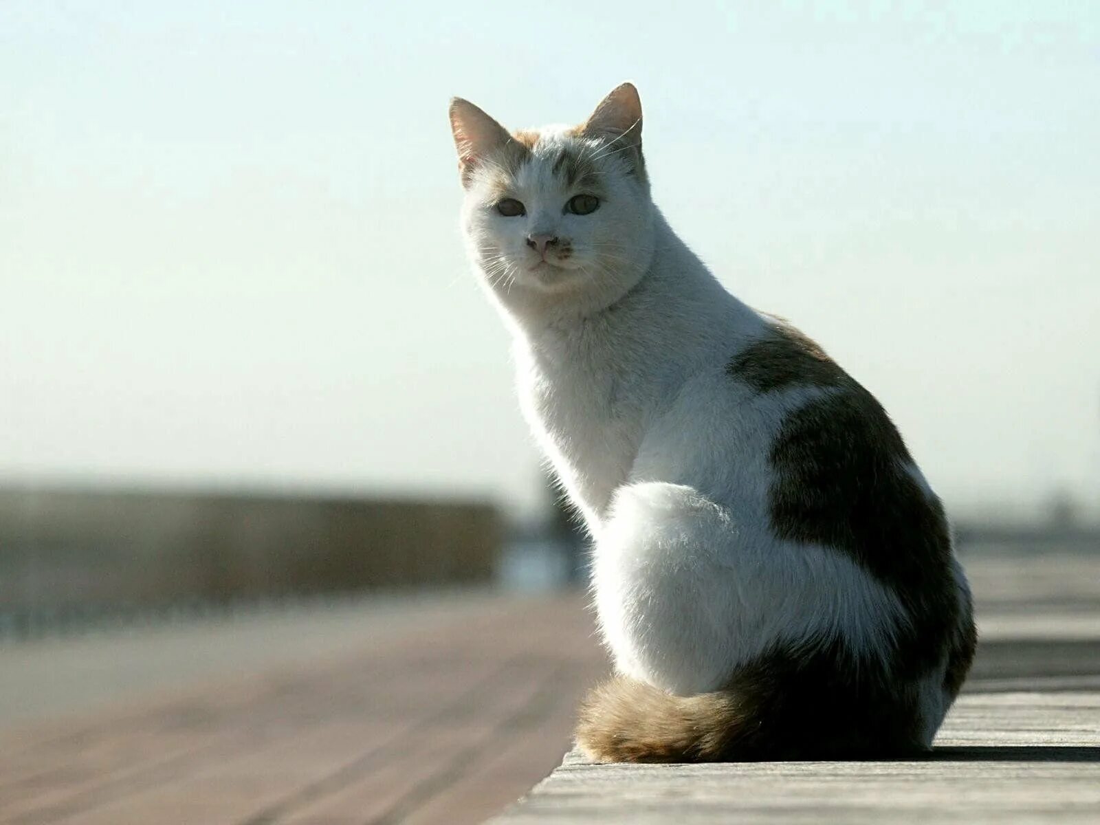 Фото сидящей кошки. Кошка сидит. Сидячая кошка. Сидячий кот. Кот сидит боком.