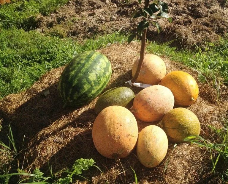 Лучший арбуз для подмосковья. Сорт дыни амброзия. Дыня Агаси. Бахча дыни. Тыквенная бахча.