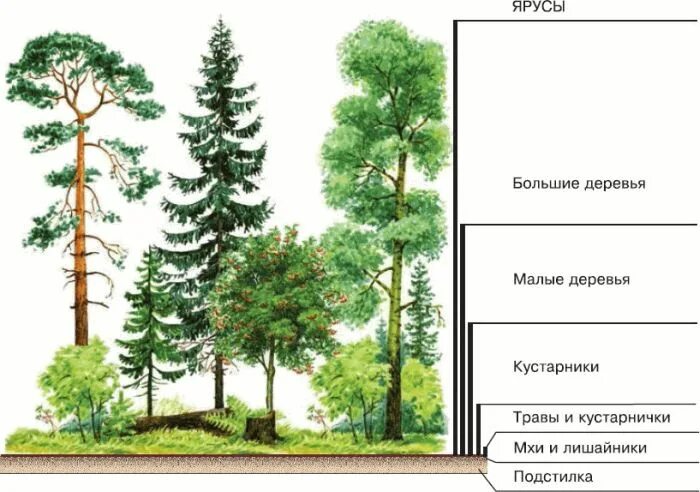 Сколько ярусов в лесу