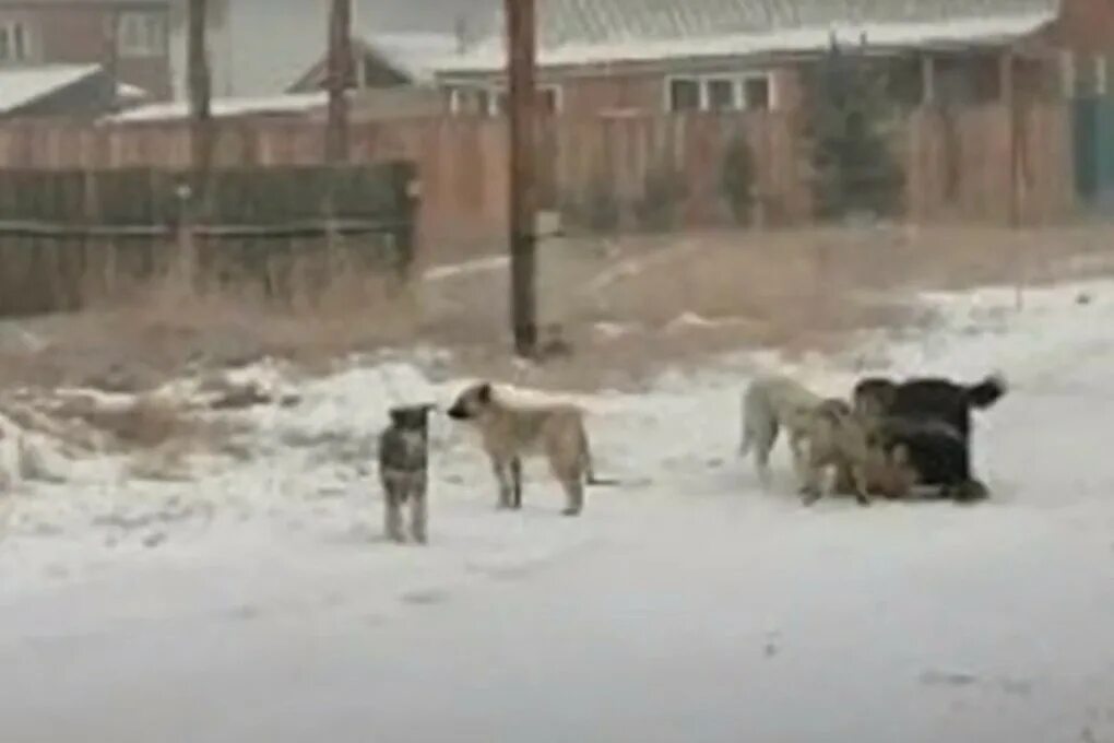 Нападение собак видео. В Улан Удэ стая собак напала на девушку. Стая собак напала на ребенка. Буденновск нападения собак. Сардана Слепцова нападение собак.