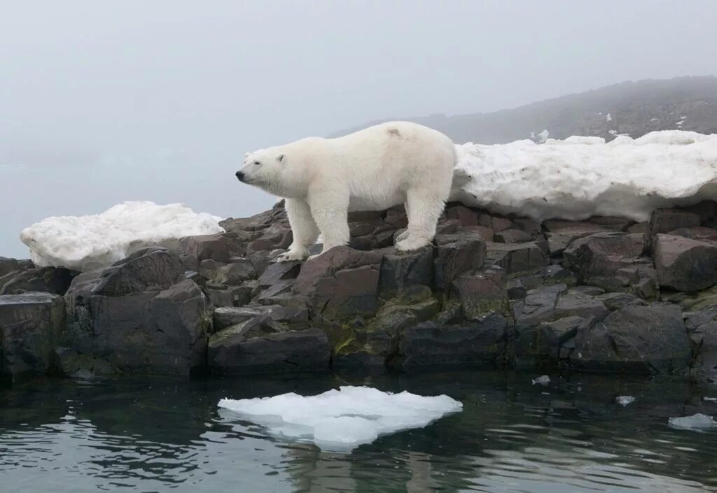 На льдах какого залива обитают белые. Карское море белый медведь. Белый медведь в Баренцевом море. Карское Баренцевоморский белый медведь. Карское море животный мир.