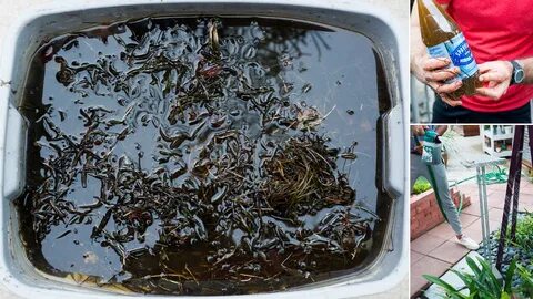 ...4-gallon Rubbermaid tub and stirred well, eventually brewing up a liquid kelp fertilizer t...