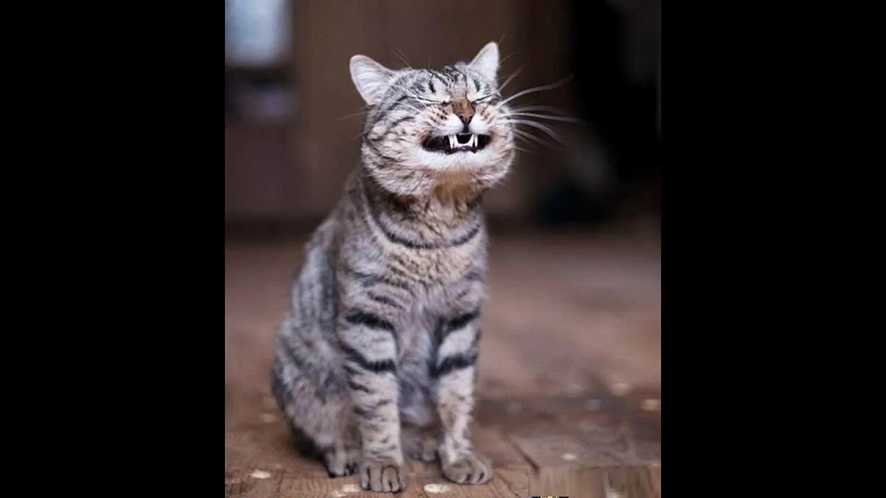 Кот вытянул шею. Tomorrow is friday. кот кашляет и хрипит вытягивая шею причина.