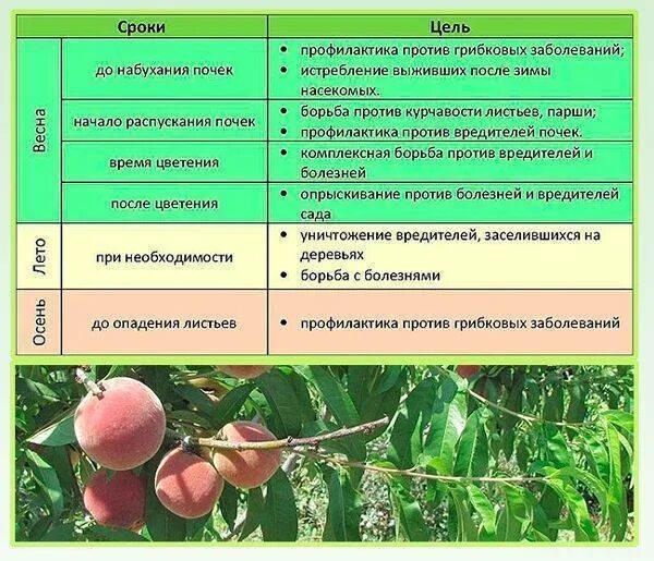 Весенняя обработка персика