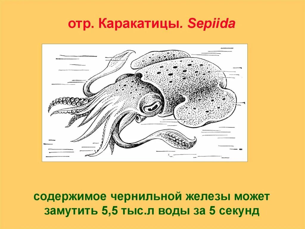 Чернила головоногих моллюсков. Внешнее строение каракатицы. Каракатица строение. Внутреннее строение каракатицы. Каракатица строение тела.