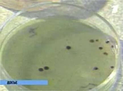 Холера в воде