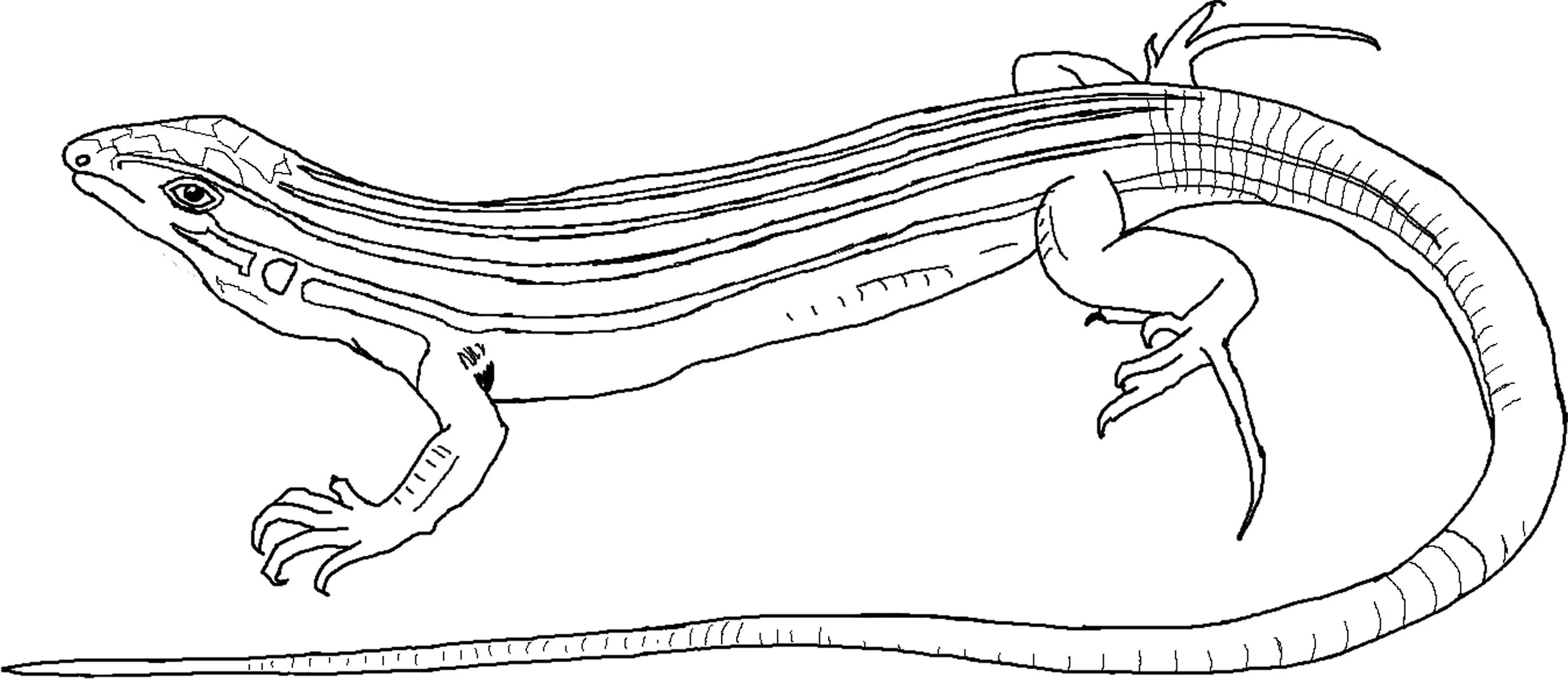 раскраска ящерка. ящерица раскраска для детей. ящерка раскраска для детей. ящерица раскраска. ящерица раскраска.
