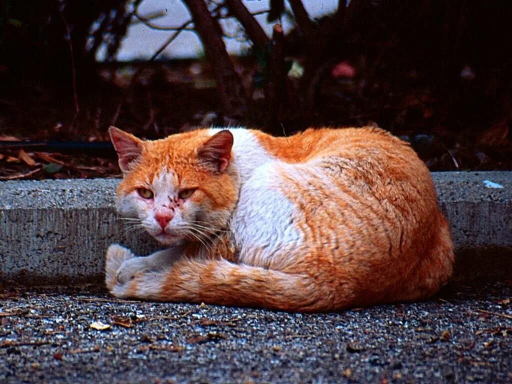 Бешеная кошка. Бешенство у кошек симптомы. Может ли кошка заболеть бешенством