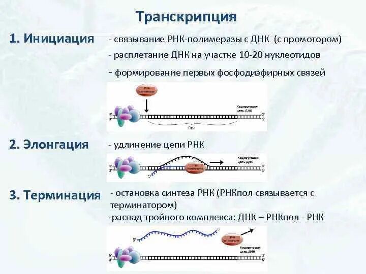 Описание процесса транскрипции. Схема процесса транскрипции инициация. Биосинтез белка трансляция инициация элонгация терминация. Этапы биосинтеза белка инициация элонгация терминация. Инициация элонгация терминация схема.