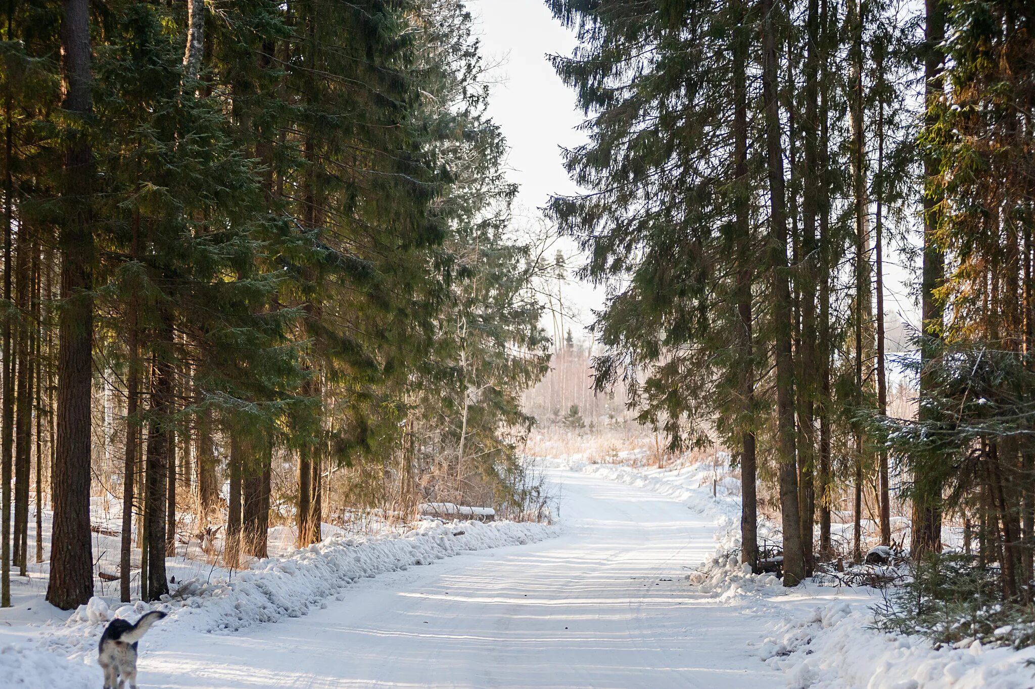 прогулка по зимнему лесу. прогулка в лесу зимой. широколиственные леса зимой. лыжные прогулки по лесу. хорошо пройтись по зимнему лесу.