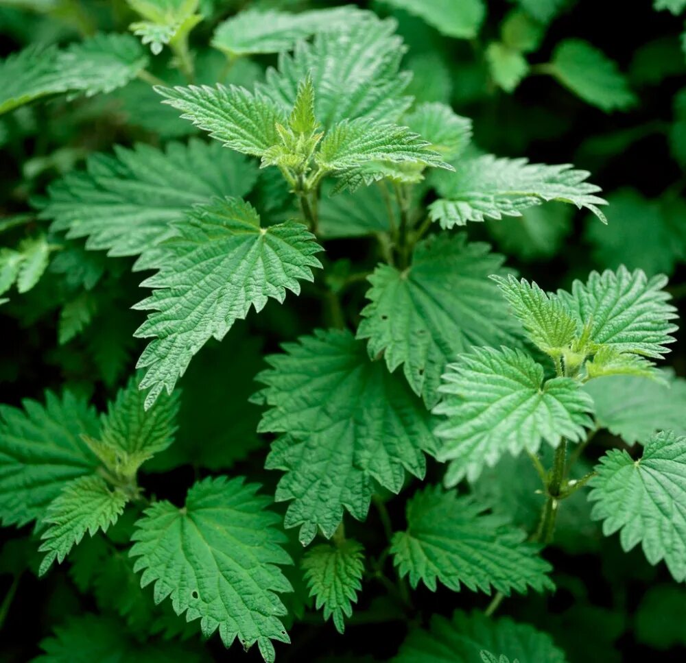 Лесной крапива. Крапива двудомная. Майская крапива. Крапива двудомная (Urtica dioica l.). Мята двудомная.