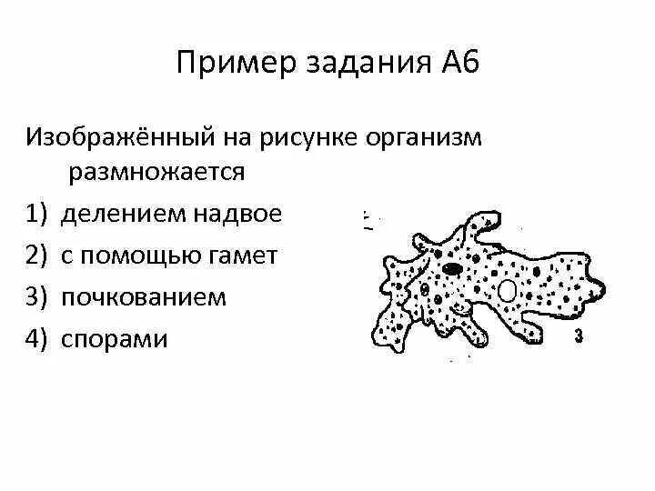 Организм изображённый на рисунке размножается. Изображённый на рисунке организм — это. Организм изображённый на рисунке размножается с помощью почкования. На рисунке изображено размножение.