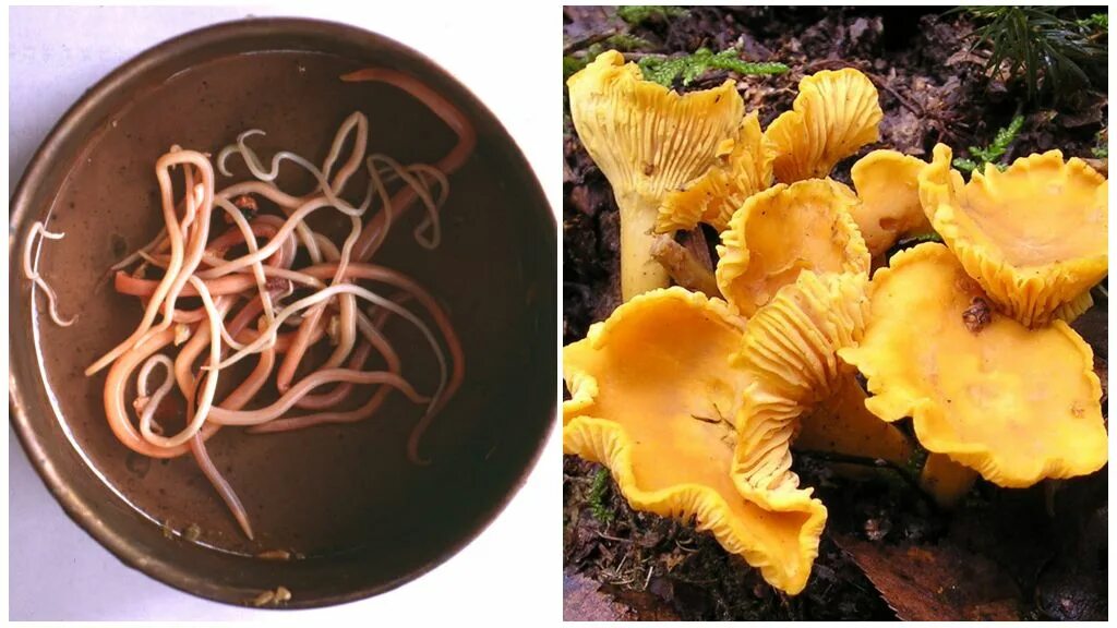 Грибы живут в организме. Хиноманноза лисички. Антипаразитарные грибы Лисичка. Грибы лисички паразиты. Лисички от глистов.