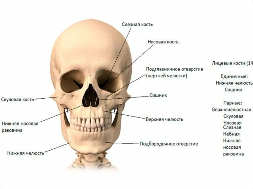 Кости лицевого черепа анатомия строение. Строение костей лицевого отдела черепа. Носовая кость лицевого отдела черепа. Кости лицевого отдела черепа анатомия. Череп кости лица