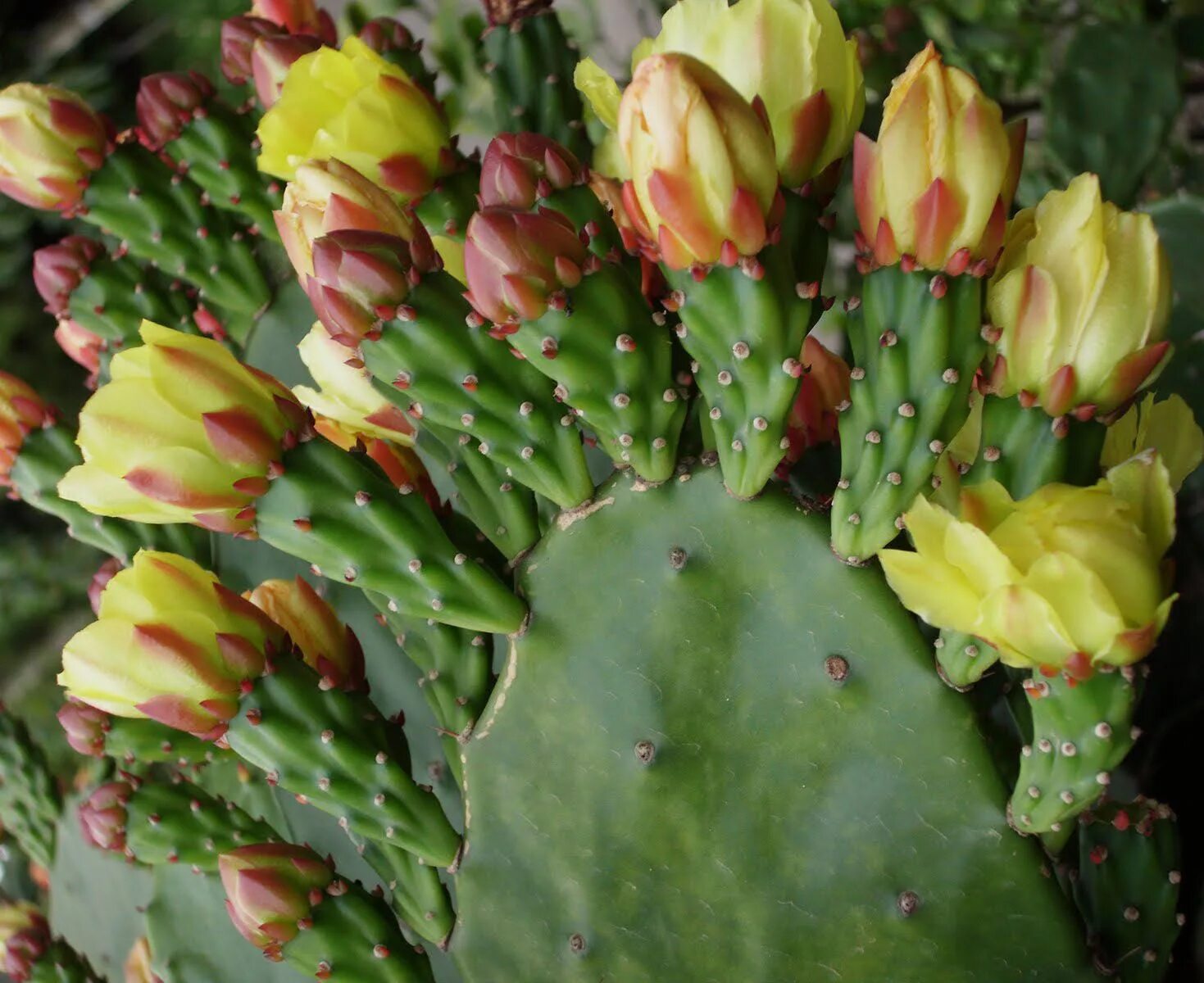 Free Images : flower, bloom, food, produce, botany, pink, flora, flowers, vegeta