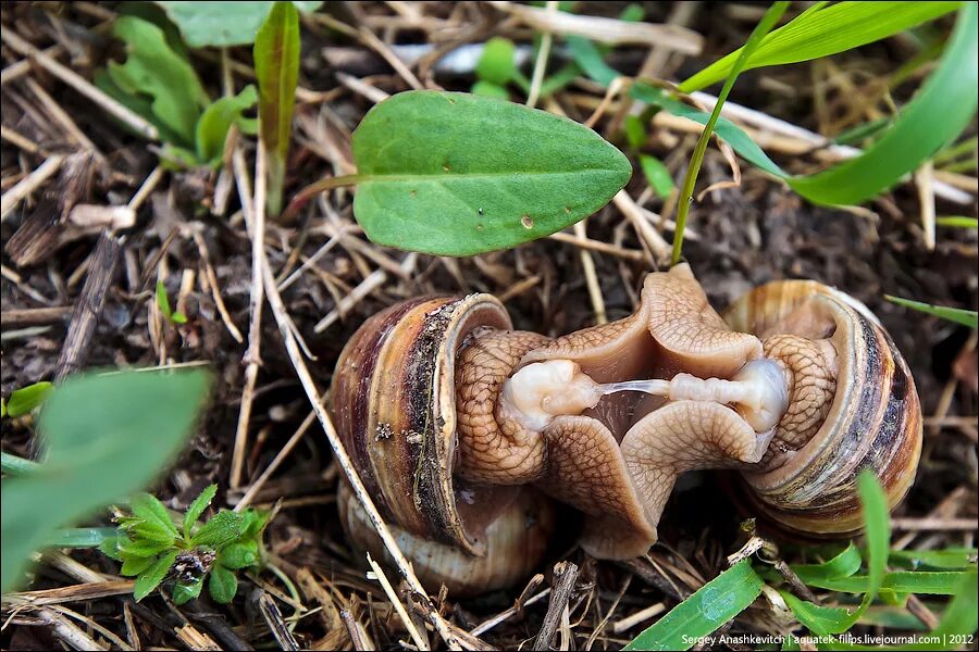 Улитка ахатина гермафродит. Улитка ахатина гермафродит. Гермафродитизм у улиток. Малюсенькие улитки. Спаривание виноградных улиток.