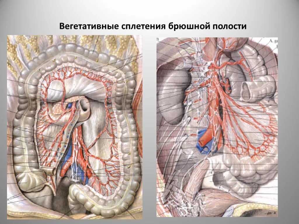 Брюшное аортальное сплетение узлы. Чревный нерв анатомия. Брыжеечное сплетение анатомия. Топография чревного сплетения.