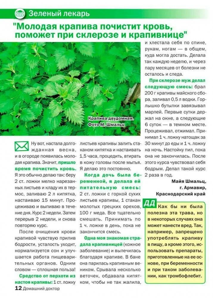 Сколько дней можно пить отвар. Отвар крапивы для крови. рецепты настоев из крапивы. крапива и кровь. крапива для очищения крови.