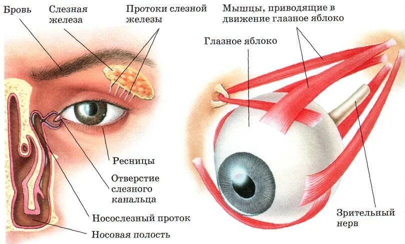 К какой системе относится слезная железа. Вспомогательный аппарат глазного яблока анатомия. Брови веки слезный аппарат строение и функции. Вспомогательные структуры глазного яблока. Строение глаза слезная железа.