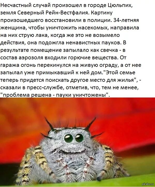 Пауки примета почему. Теперь это его дом паук. увидел паука сжег дом. паук примета.