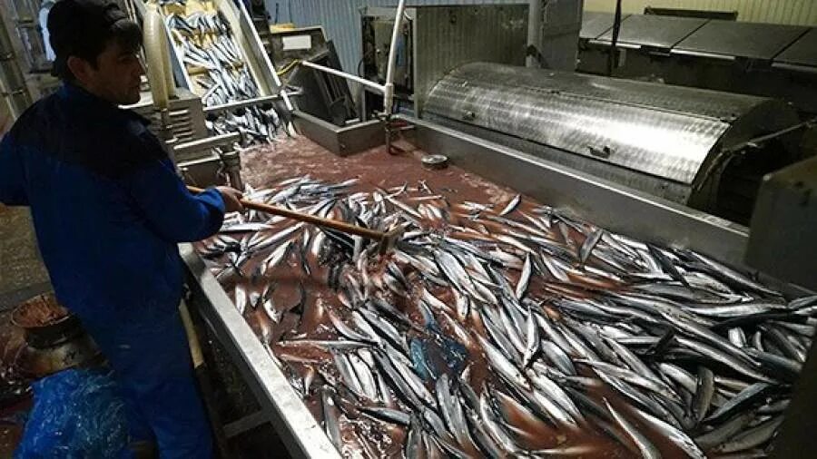 рыб колхоз. рыбколхоз куйбышева варениковская. колхоз им бекерева петропавловск-камчатский. рыб колхоз. беломорский рыбак рыболовецкий колхоз мурманск.