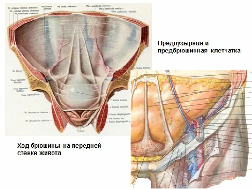 Анатомические области брюшины. Клетчаточные пространства малого таза. Брюшина анатомия передняя стенка. Толстая брюшная стенка