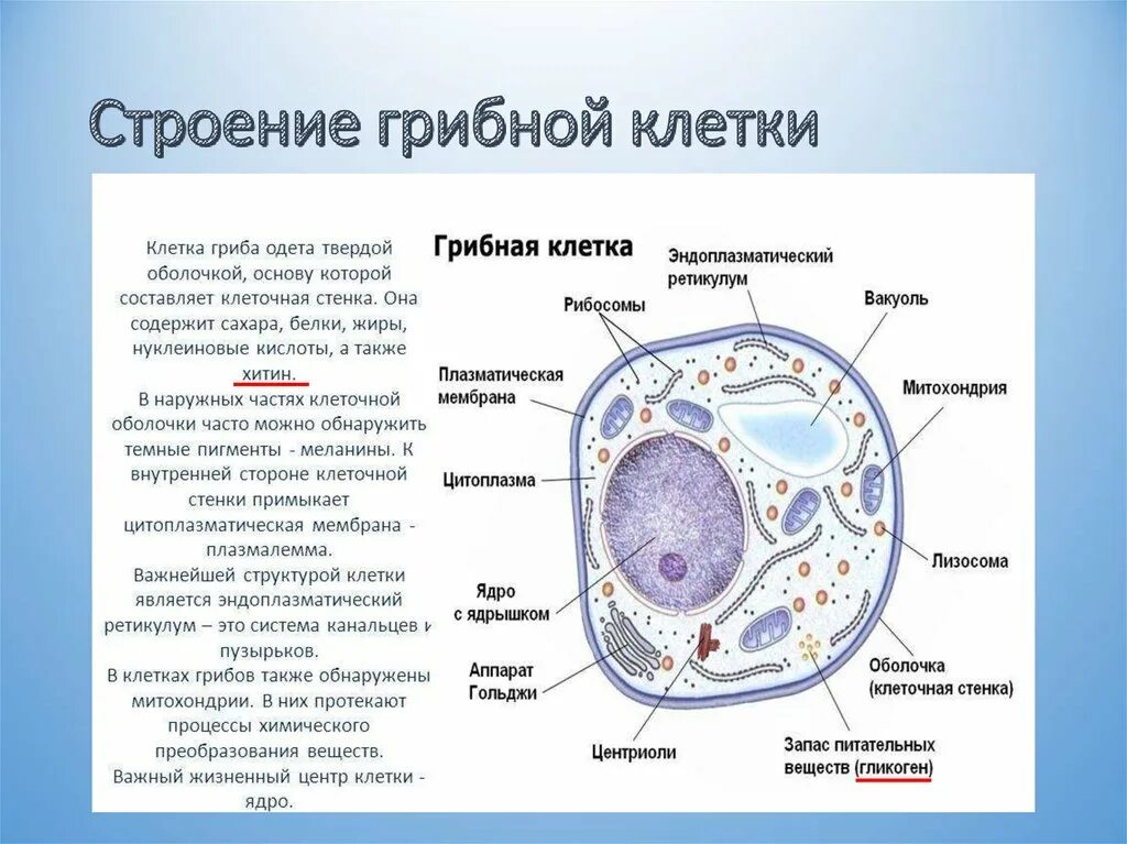 Верны ли суждения о строении грибной клетки. Строение эукариотической клетки грибной. Строение гриба строение клетки гриба. Функции органоидов грибной клетки таблица. Строение клетки гриба органоиды.