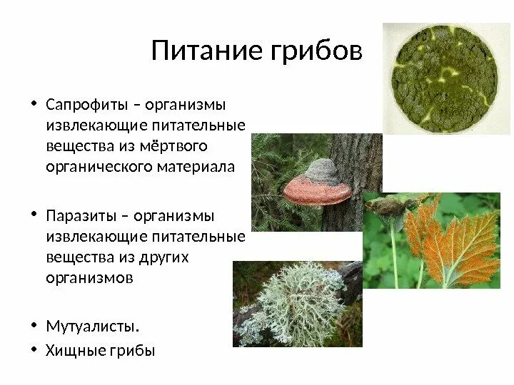 Грибы сапротрофы и паразиты. Питание грибов сапрофиты паразиты симбионты. питание грибов сапрофиты. грибы паразиты и сапрофиты. сапрофитные организмы грибы.