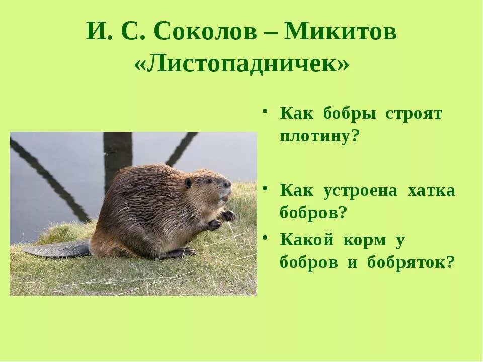 Синквейн к листопадничку