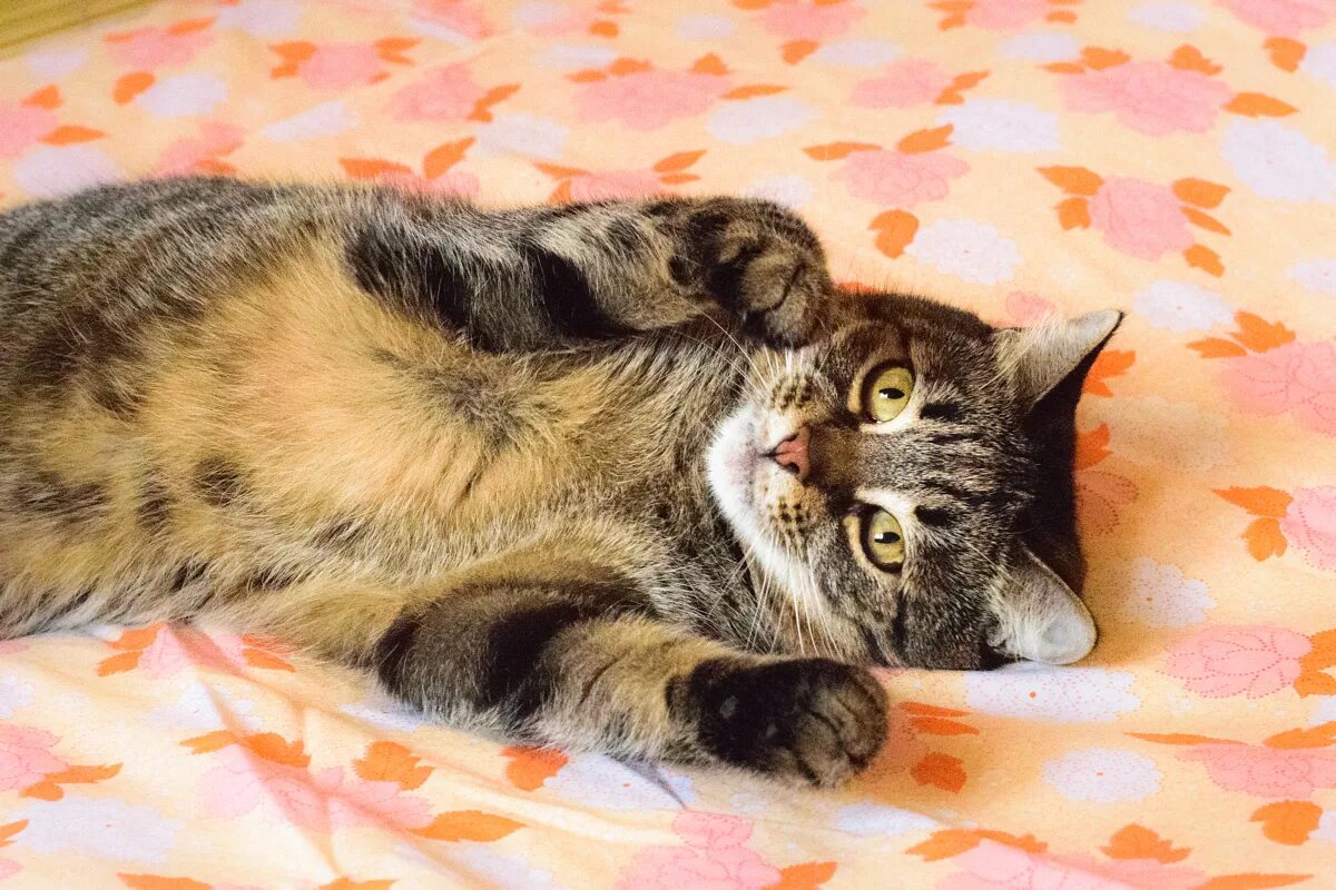 Мурка красивая кошка. Мурка мисс кэти. Мурка кошка мурка. Порода кошки мурка. А ну ка давайка а ну ка давайка.