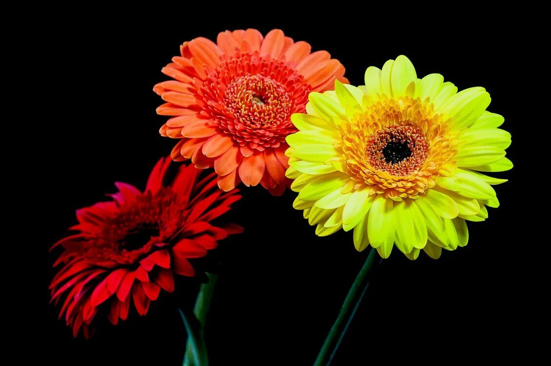 Гули садбарг букет. Жёлтый цветок. Тремя цветами. Красный синий зеленый. Яркие краски.