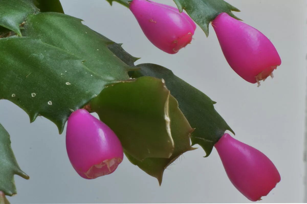 шлюмбергера в семенах. шлюмбергера бакли. декабрист цветок семена. обрезка декабриста. семена декабриста.