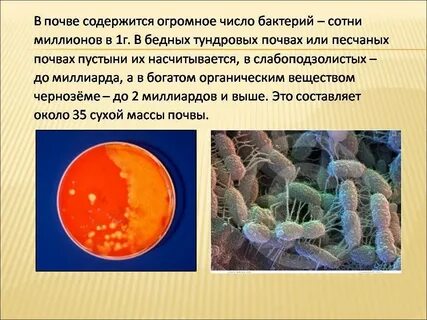 Роль почвенных бактерий гниения