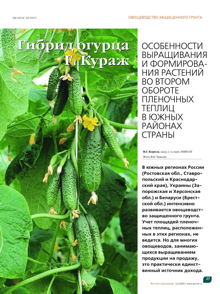 Огурец описание сорта фото отзывы. Огурцы сорт Кураж. Огурцы Кураж f1 формирование. Огурец Арлекино f1. Огурец Кураж f1 описание.