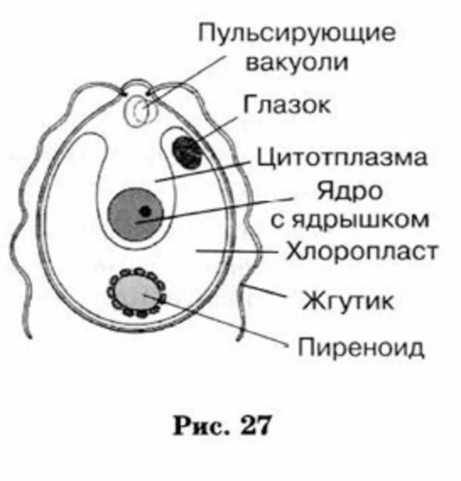 Строение одноклеточной водоросли хламидомонады рисунок. Хламидомонада строение рисунок. Клетка хламидомонады рисунок. Строение хламидомонады. Рисунок клетки водорослей