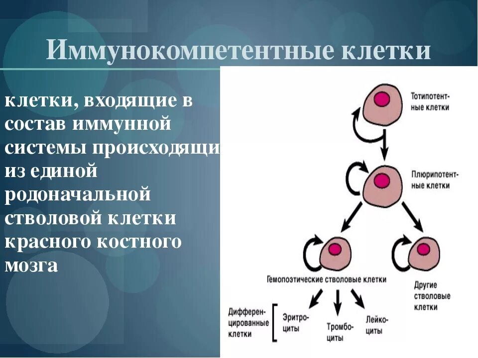 Иммунокомпетентные клетки классификация иммунология. Эффекторные иммунокомпетентные клетки. Иммунокомпетентные клетки иммунной системы схема. Фланец аппайпа td04hla.
