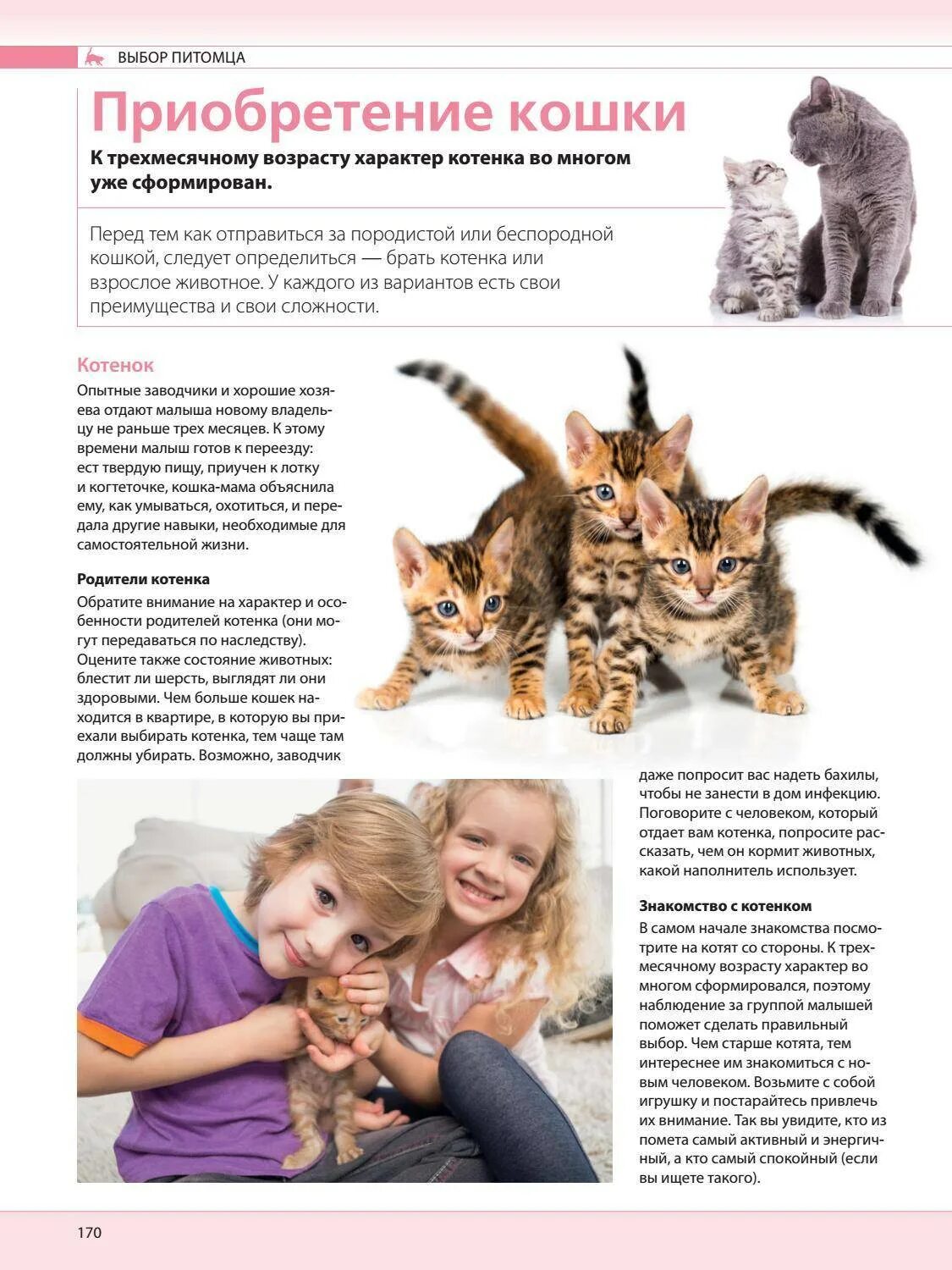 Характер котенка