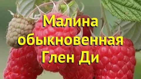 Малина глен описание сорта фото отзывы