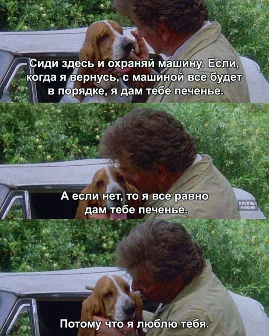 Сюда вставай потому что мне здесь удобней. Коломбо и пес мем. я дам тебе печенье потому что я люблю тебя. собака мем. сиди здесь и охраняй машину.