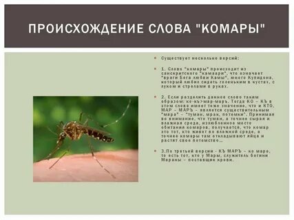 Комар какое окончание