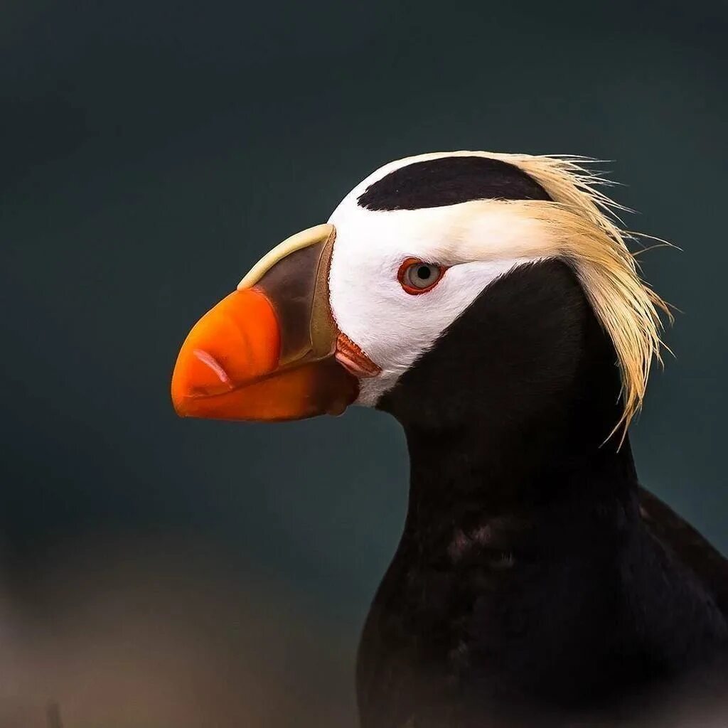 Топорок птицы камчатки. Птица топорок и тупик. Топорок птица. Птица топорок и тупик. Топорок.