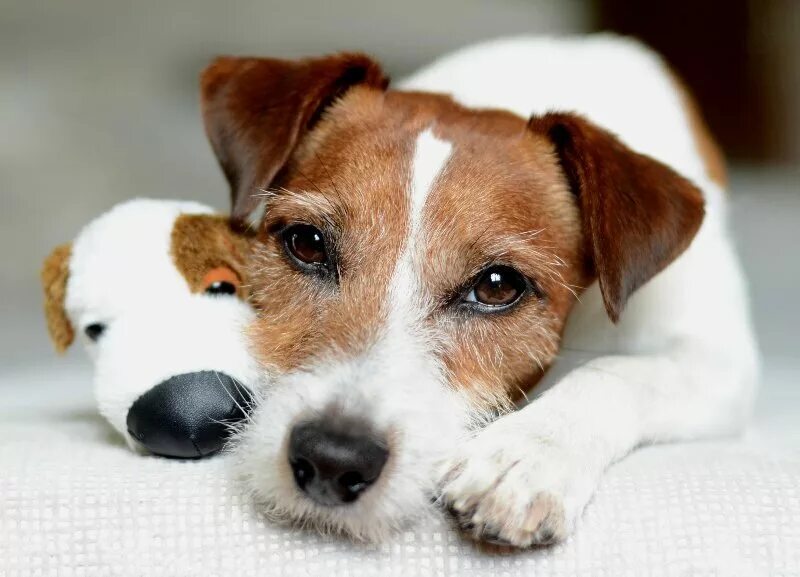 деккрасол терьер щенок. день джек рассел терьера. порода джек рассел. джек-рассел-терьер. собака джек рассел терьер.