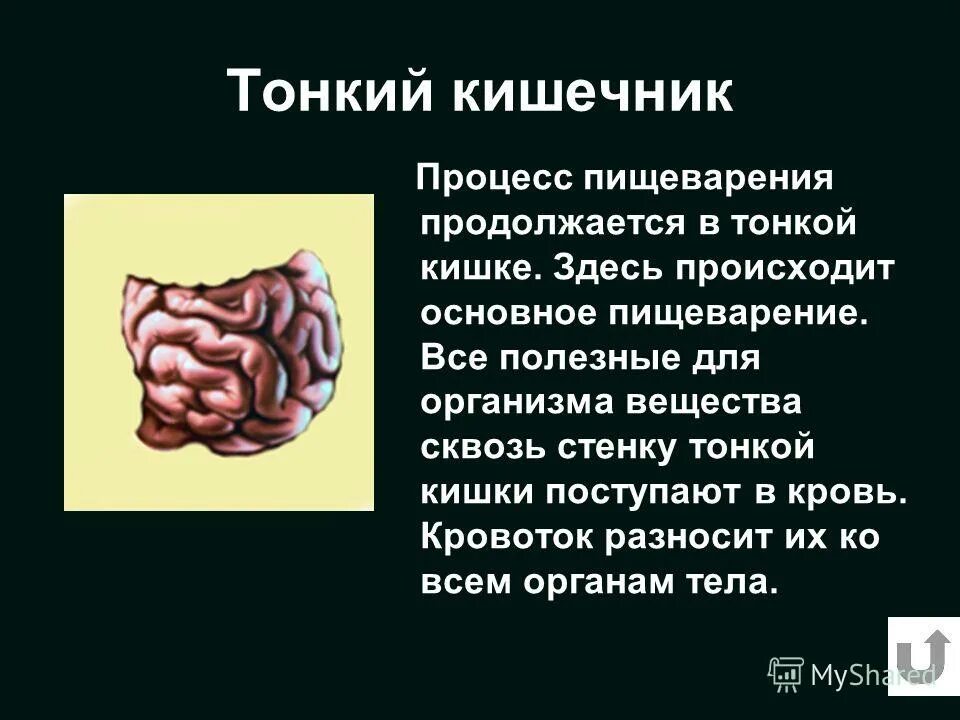 Кишечника счет происходит