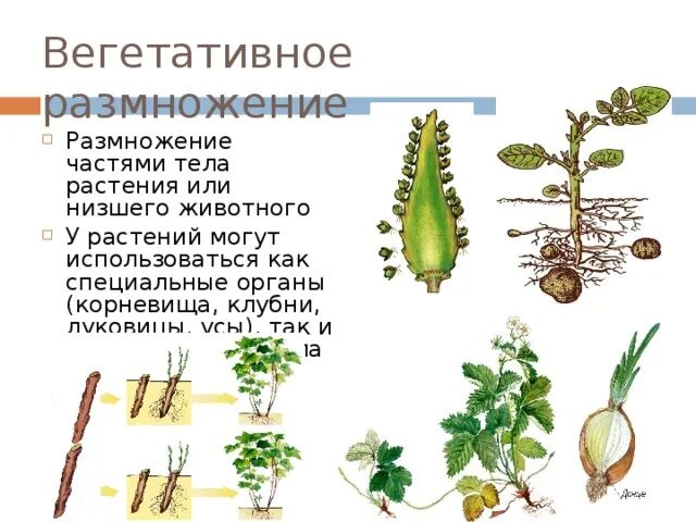 Вегетативные организмы примеры. Размножаются вегетативно частями растения. Размножение частями вегетативных органов. Растения которые размножаются вегетативно виды. Вегетативное размножение высших растений.