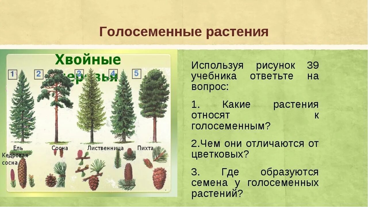 Хвойные и двудольные растения. Представители хвойных голосеменных. Сосна ель лиственница шишки. Однолетние Голосеменные растения. Голосеменные растения примеры растений.