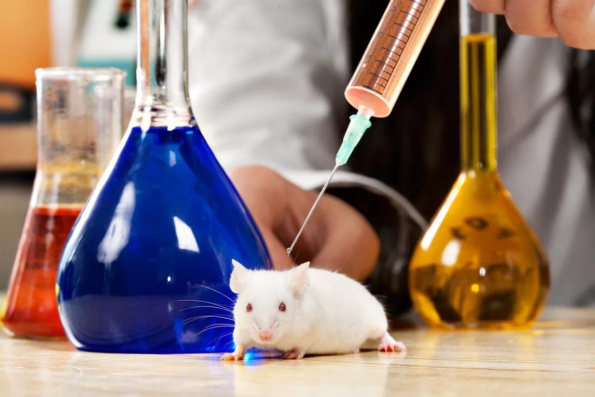 Экспериментальная мышь. Лабораторные животные. Исследования на животных. Лабораторные исследования животных. Эксперимент с мышами.