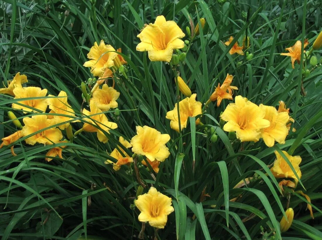 Хемерокалис цветок фото и описание выращивание. Лилейник гибридный Stella de Oro.